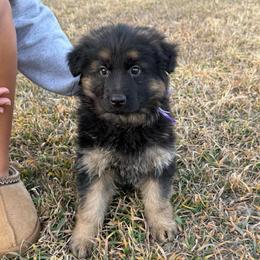 Trixie dark purple - Black and red female German Shepherd puppy in Herrick, South Dakota from Dakota Shepherds Kennels