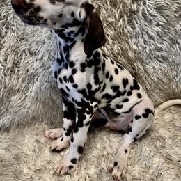 Dalmatian Puppies from City Dals