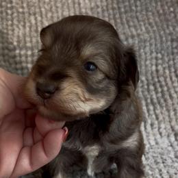 Micah - Liver male Miniature Schnauzer puppy in Hull, Georgia from Ardent Miniature Schnauzers of Athens