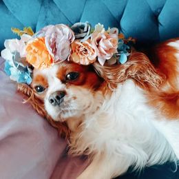 Pal - Cavalier King Charles Spaniel