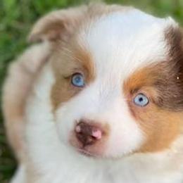 Miniature Australian Shepherds from Driskill’s Broken Apur Toy-Mini Aussies