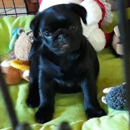 Boy 2 - Black male Pug puppy in Spokane, Washington from Blue Haven Stable