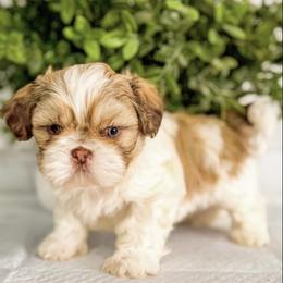Shih Tzu Puppies from Corinna Reyna