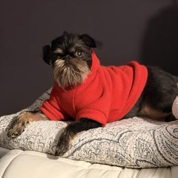 Brussels Griffon and French Bulldog All Grown Up from Team Grubb Frenchies / Grubb's Grumpy Griffs