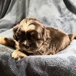 Ember - Black male Lhasa Apso puppy in Waterford, Connecticut from Floofie Butts