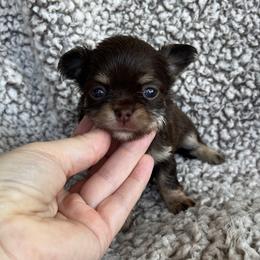 Gangle - Chocolate and tan female Chihuahua puppy in Augusta, Georgia from Sophia Jade's Chi Brigade