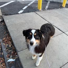 Australian Shepherd puppies from Cloud Nine Kennel