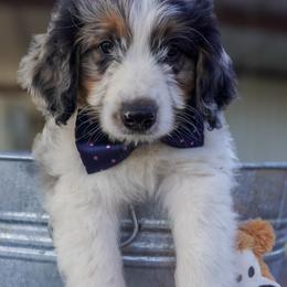 Roger - Blue merle male Miniature American Shepherd puppy in Crowley, Texas from Nelson's Aussies and Aussiedoodles