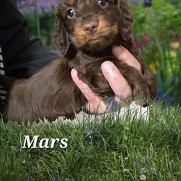 Mars - Chocolate male Dachshund puppy in New Caney, Texas from BouncinMiniWeenies