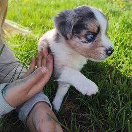 Toy Australian Shepherd Puppies from SLASH SEVEN Toy Aussies