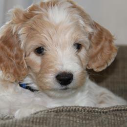 Blue Collar Boy - White male Cavapoo puppy in Almira, Washington from Cavapoo Cuddles