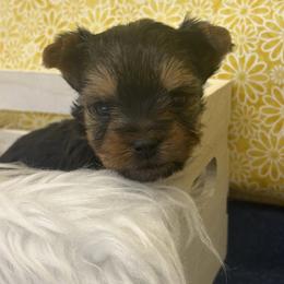 Dottie TEACUP - Blue and gold female Yorkshire Terrier puppy in Monticello, Iowa from Ashley’s Puppies