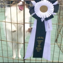 Papillon Puppies from Koh Tang Kennels