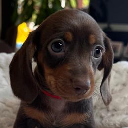 Penny - Chocolate and tan female Dachshund puppy in Wallingford, Kentucky from Hensley Homestead Dachshunds