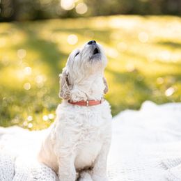 Goldendoodle Puppies from King Family Doodles