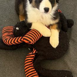 Boy 1 - Black tri-color male Australian Shepherd puppy in Rosamond, California from Fly by Nite Australian Shepherds