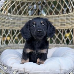 Mr. Potato (Black and Cream Brindle pointed) - Black and cream male Dachshund puppy in Knoxville, Tennessee from Over The Moon Minis