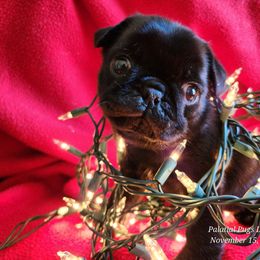 Black Boy - Black male Pug puppy in Lebanon, Maine from Palatial Pugs LLC