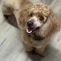 Thomas - Red  male Poodle puppy in Arkoma, Oklahoma from Virelle Poodles