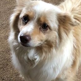 Toy Australian Shepherds from Jessica's Aussies