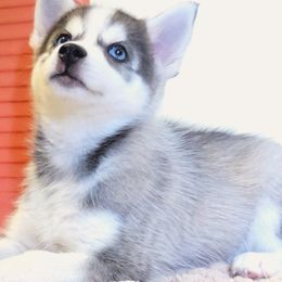 Paddy - Wolf sable female Pomsky puppy in Orlando, Florida from Way too cute Pomskies