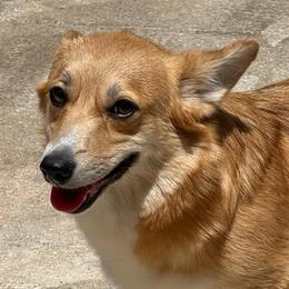 Spy - Pembroke Welsh Corgi