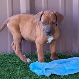 Champ - Rd whtn blk nose male Rhodesian Ridgeback puppy in Montgomery, Texas from Timber Ridge Kennels