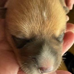 Honey - Red female Pembroke Welsh Corgi puppy in Riverside, California from Four Aces Corgis