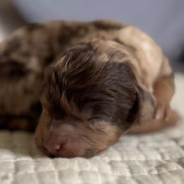 Cosmo - Merle male Cavapoo puppy in Beckley, West Virginia from By Design Doodles