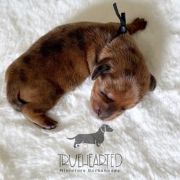 Quade - Brindle male Dachshund puppy in Royse City, Texas from Truehearted Miniature Dachshunds