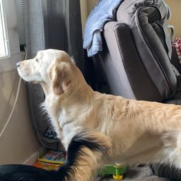 Goldie - Golden Retriever