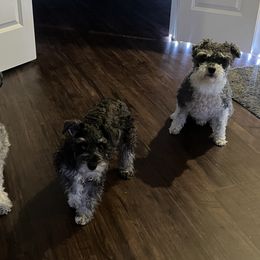 Miniature Schnauzer Puppies from Sugarbaby Kennel