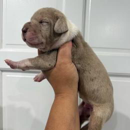 Smoke Bomb - Chocolate male Great Dane puppy in Florida from Beachside Kennels