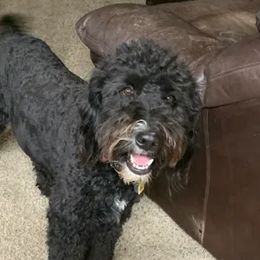 Bernedoodles from Erickson Bernedoodle!