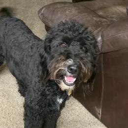 Bernedoodles from Erickson Bernedoodle!