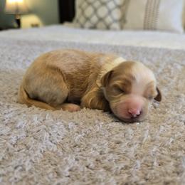 Benji - Red male Cavapoo puppy in Floyd, Virginia from Hearts and Paws Poodles and Doodles