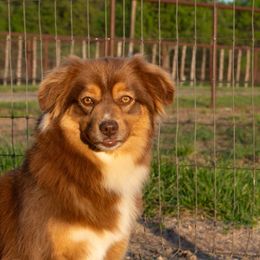 Meg - Miniature Australian Shepherd