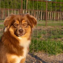 Meg - Miniature Australian Shepherd