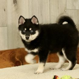 Wendy - Black and white Pomsky puppy in Freedom, Indiana from Pine Haven Puppies