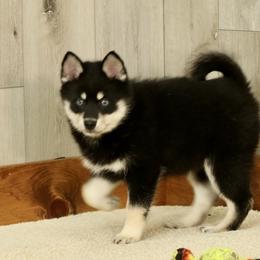 Wendy - Black and white Pomsky puppy in Freedom, Indiana from Pine Haven Puppies