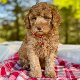 Red - Red  male Goldendoodle puppy in Hesperia, Michigan from Red Acres Poodles & Doodles