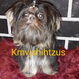 Bruni - Shih Tzu