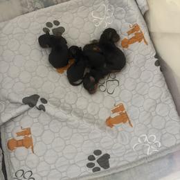 Boy 2 - Blue and gold male Yorkshire Terrier puppy in Trinity, Florida from Sassyville Yorkies