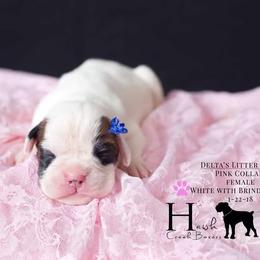 Boxer Puppies from Hawk Creek Boxers