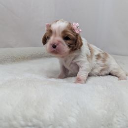 Vixen - Blenheim female Cavalier King Charles Spaniel puppy in Seymour, Missouri from Painted Blessing's AKC Cavaliers LLC