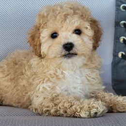 Curly - Gold male Shihpoo puppy in Limestone, Tennessee from Pilot Hill Teddy Bear Puppies