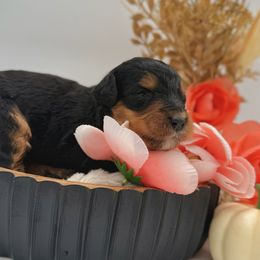 Dasher - Bernedoodle puppy from Shadow Kennels