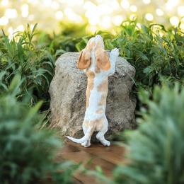 Chihuahua and Dachshund Puppies from Little Pawz, LLC