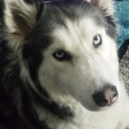 Siberian Huskies from Justins Huskies, Aluskies and Pomskis