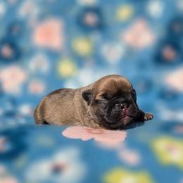 Fawn boy - Fawn male French Bulldog puppy in Polk City, Florida from Best Friend Frenchies, LLC